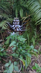 Orthosiphon aristatus