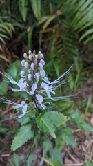 Orthosiphon aristatus