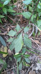 Orthosiphon aristatus