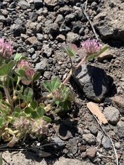Trifolium hirtum