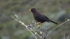 Turdus nigrescens
