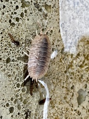 Porcellionidae