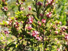 Passerina