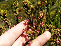 Passerina