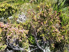 Passerina