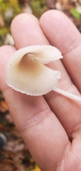 Leucocoprinus ianthinus