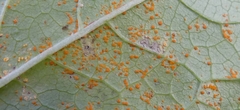 Puccinia campanulae