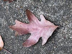 Quercus alba