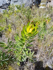 Leucadendron laureolum