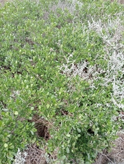 Searsia glauca