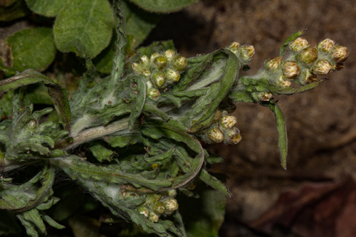 Gnaphalium polycaulon image