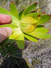 Leucadendron laureolum