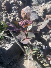Asclepias cordifolia