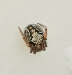 Araneus sturmi