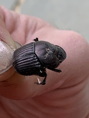 Phanaeus triangularis
