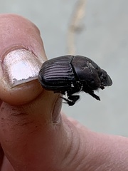 Phanaeus triangularis