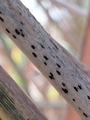 Lophiostomataceae