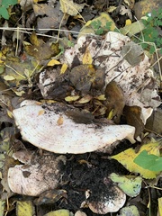 Lactarius controversus