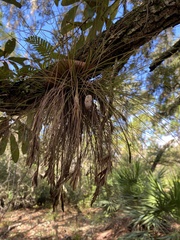 Tillandsia bartramii