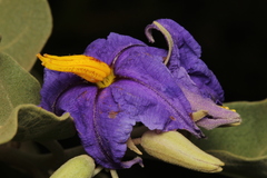 Solanum lycocarpum
