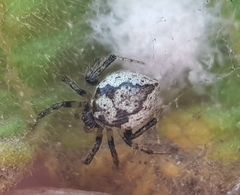 Euryopis funebris