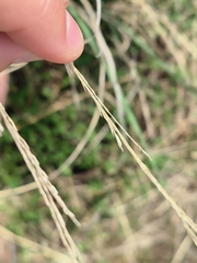 Eragrostis plana