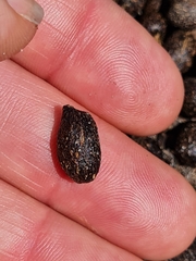 Raphicerus melanotis