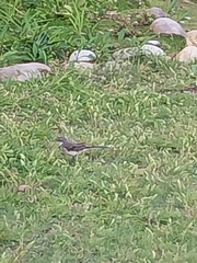 Motacilla capensis capensis