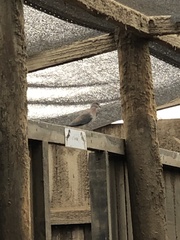 Streptopelia senegalensis senegalensis