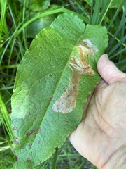 Pegomya bicolor