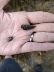 Cerithideopsis