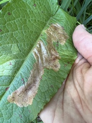 Pegomya bicolor