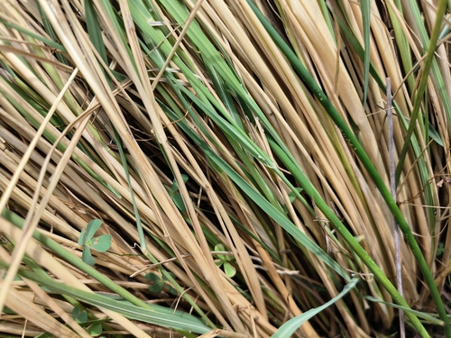 Image of Eragrostis plana by (c) Ricus Nel, some rights reserved (CC BY)