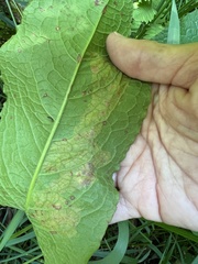 Pegomya bicolor