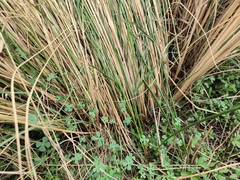 Eragrostis plana