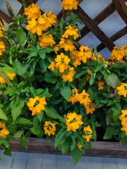 Crossandra infundibuliformis