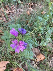 Malva