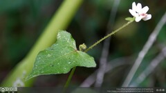 Persicaria biconvexa