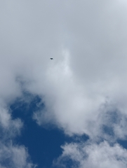 Milvus migrans parasitus