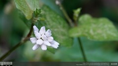 Persicaria biconvexa