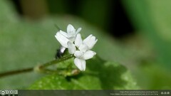 Persicaria biconvexa