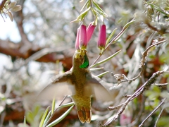 Oreotrochilus estella