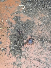 Helicodonta obvoluta