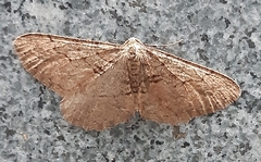 Agriopis bajaria