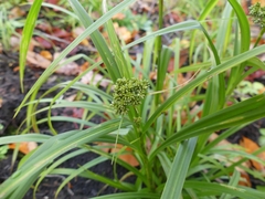 Scirpus atrovirens