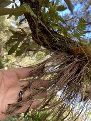 Tillandsia bartramii