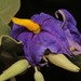 Solanum lycocarpum - Photo (c) a_f_r, algunos derechos reservados (CC BY-NC), subido por a_f_r