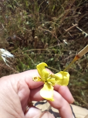 Moraea bellendenii