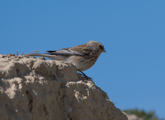 Linaria flavirostris