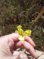 Moraea bellendenii